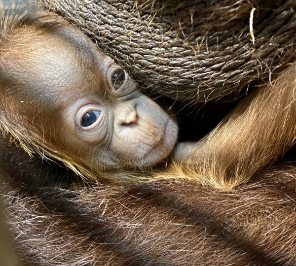 Orangután nacido en el zoológico Gladys Porter – ZooBorns