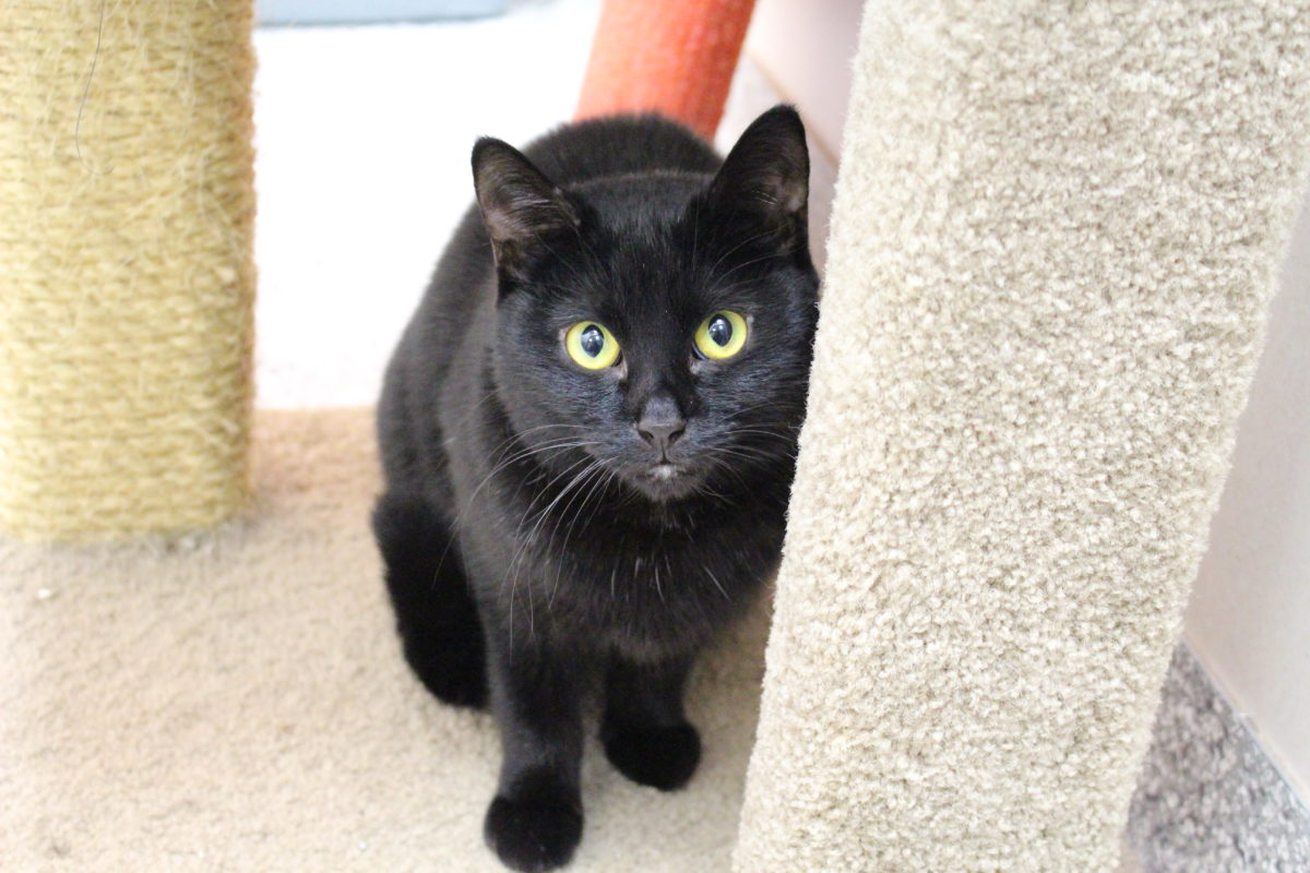 Razones para adoptar un gato negro