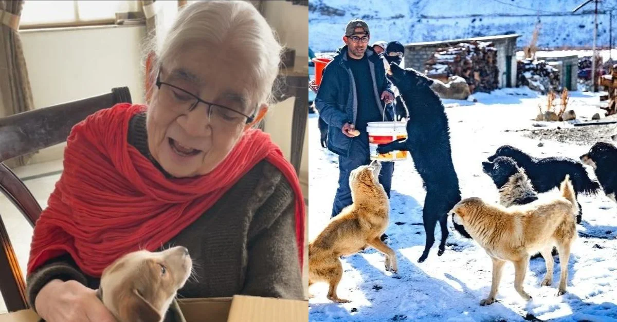 ¿Cómo ayudar a un animal necesitado?  Busque estos 10 héroes del rescate de animales