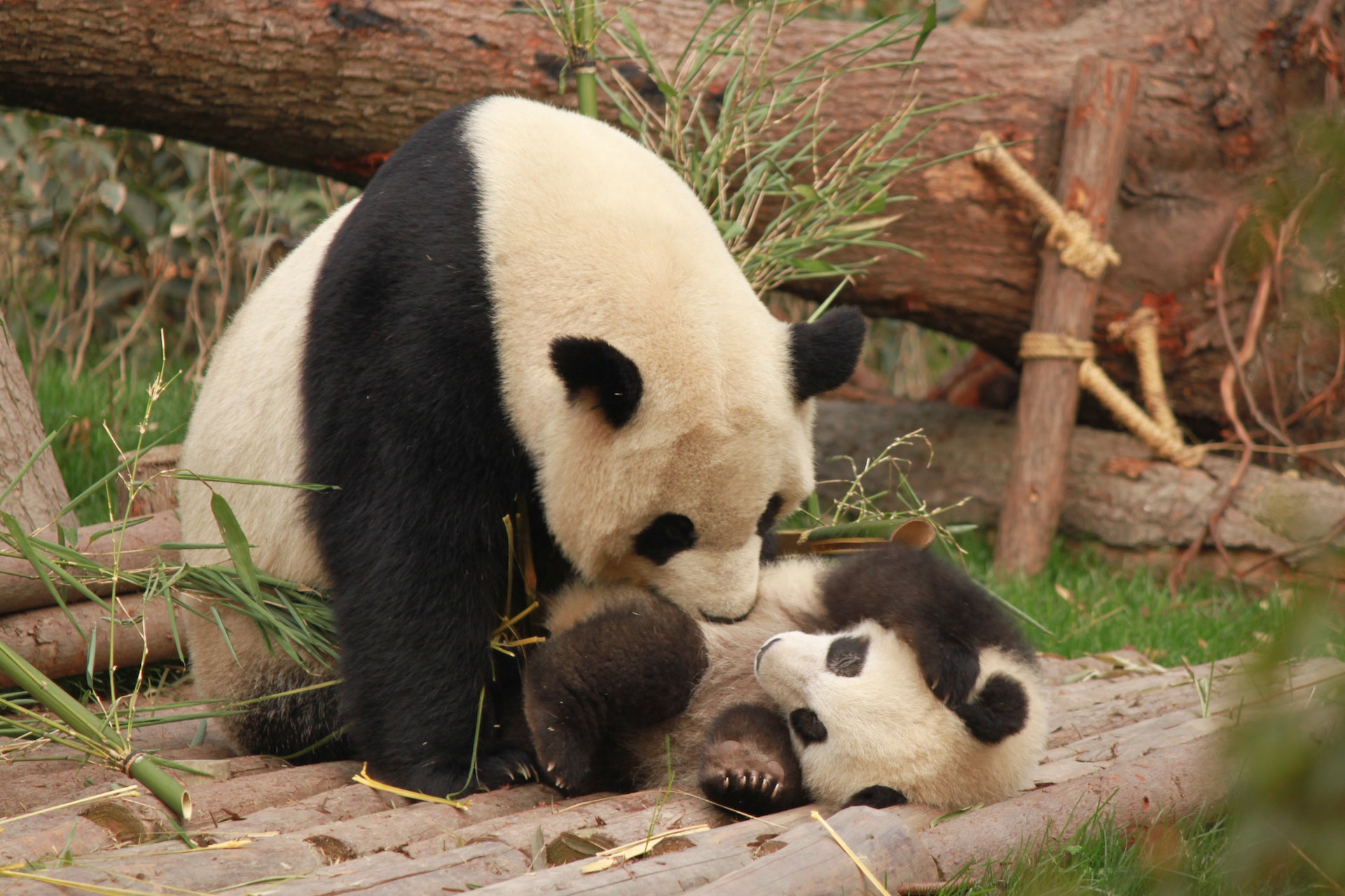 ¿Son amigables los pandas?  Explicación del comportamiento del panda