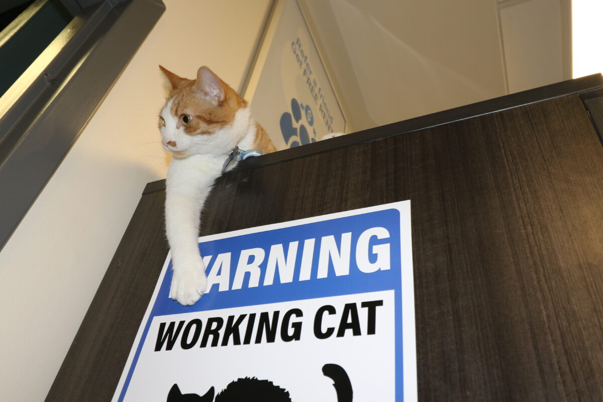 Pawdre pretende complacer en su trabajo como gato trabajador