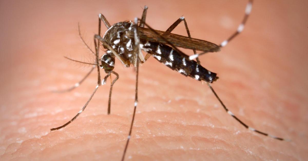 Los mosquitos en Mallorca continuarán hasta bien entrado el otoño