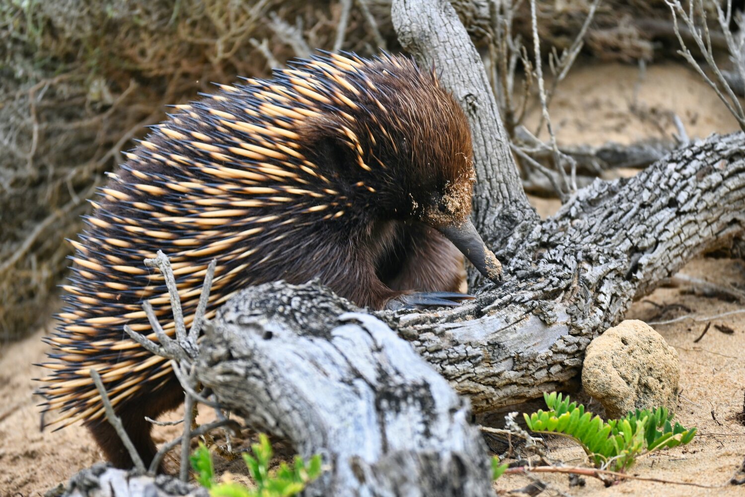 Echidna – ¡¡NO HAY ANIMALES MUERTOS POR FAVOR!!