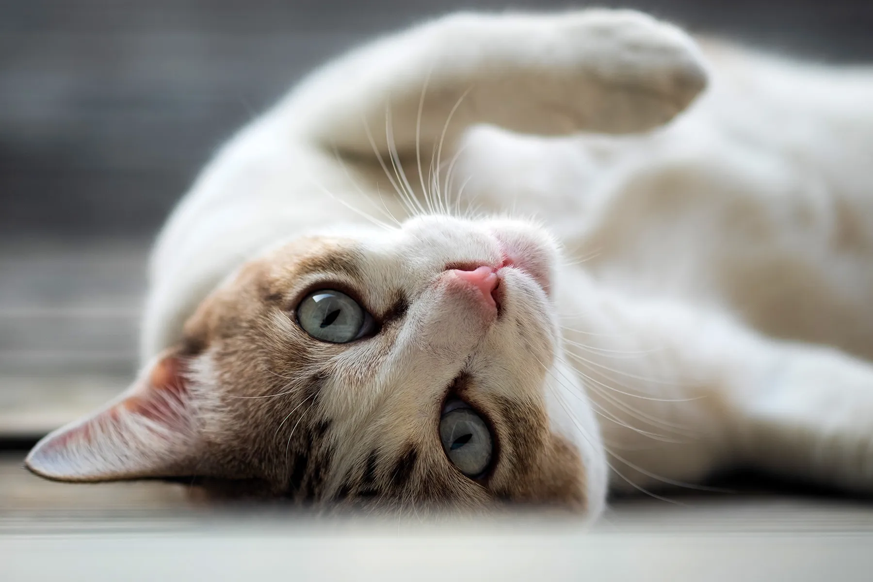 ¿Puede ayudar a mi gato?