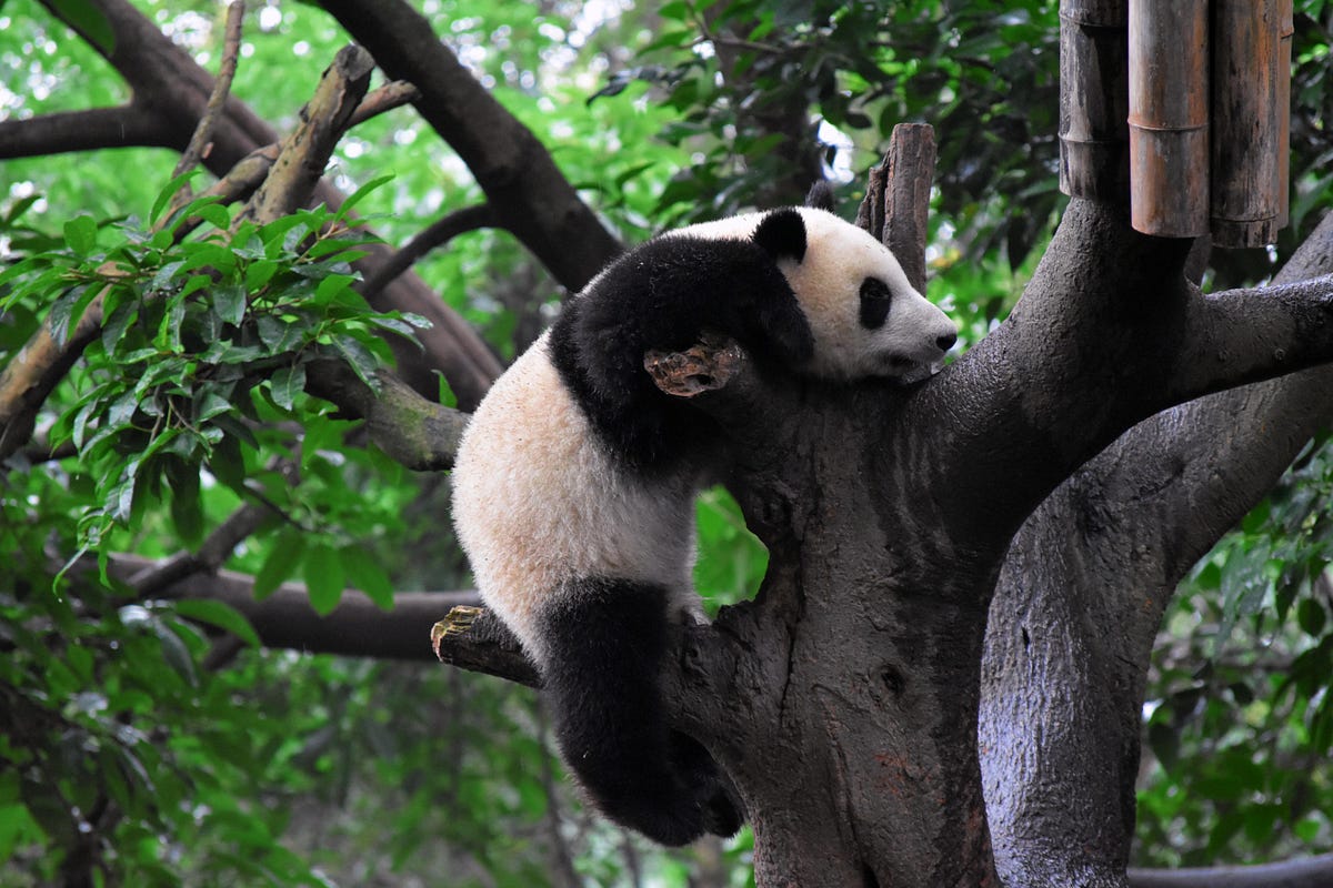 Profundización en el modo de copia sobre escritura de Pandas – Parte III |  de Patrick Hoefler |  septiembre de 2023