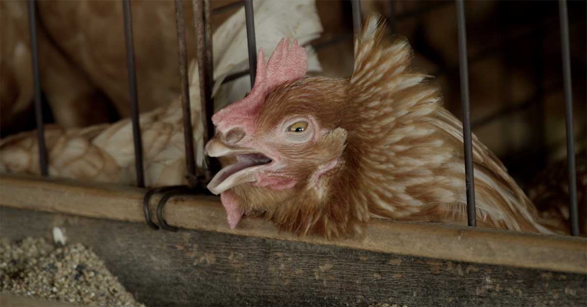 Igualdad Animal en Brasil expone el vínculo de crueldad con las granjas de huevos