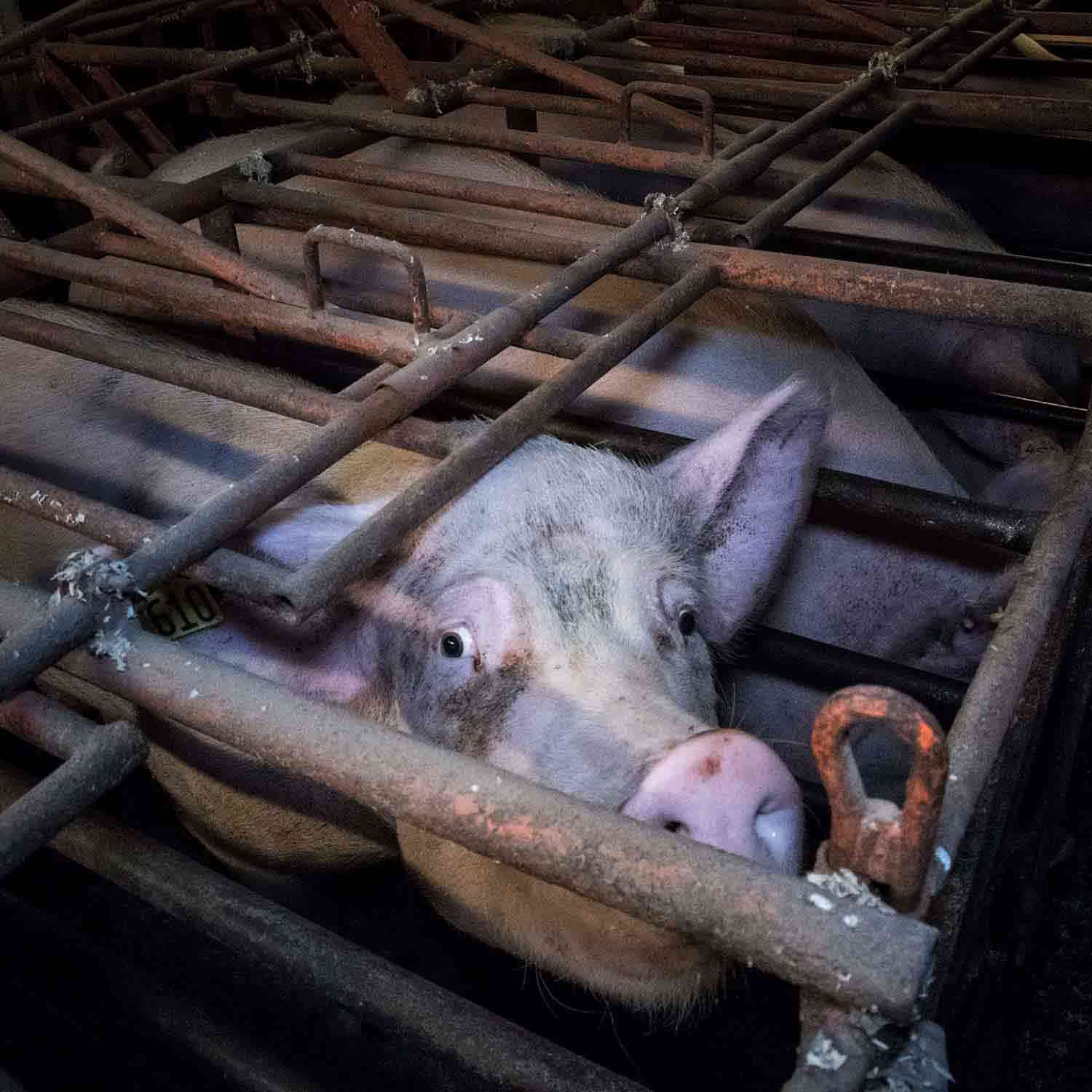 Explicación de la Ley EATS: la última amenaza para los animales de granja