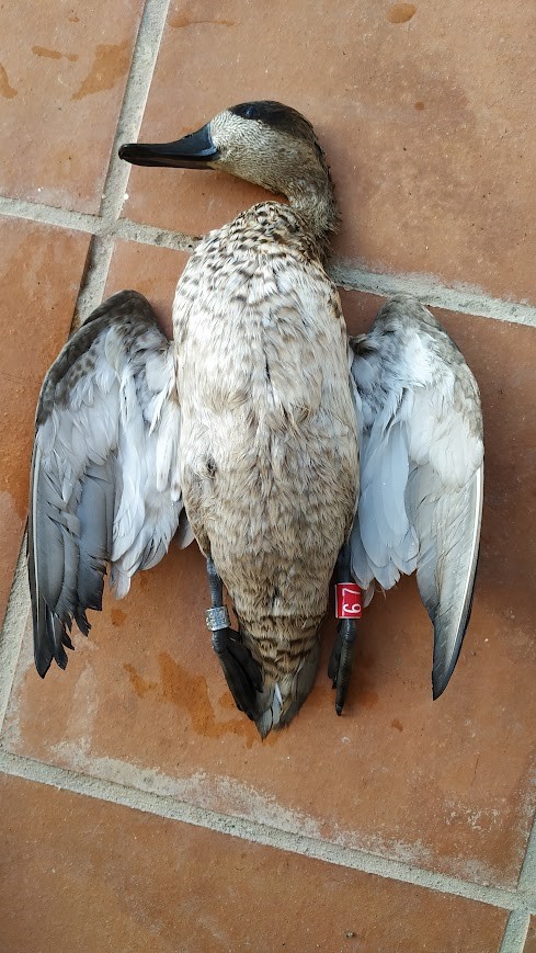 Un disparo en la oscuridad