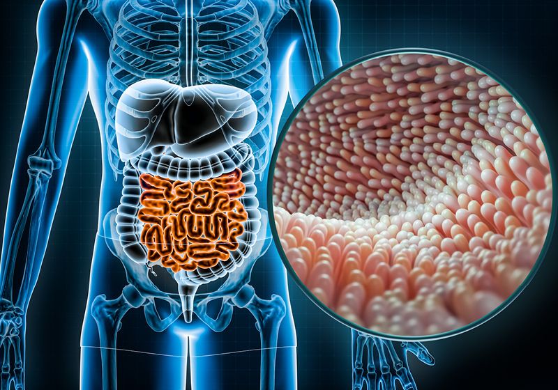 Exploración de modelos preclínicos para la enfermedad inflamatoria intestinal
