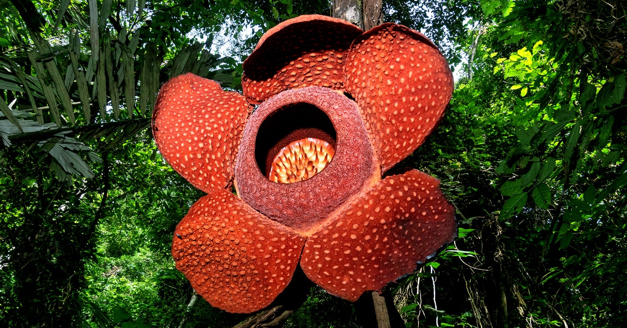 La flor más grande y apestosa del mundo está en peligro de extinción
