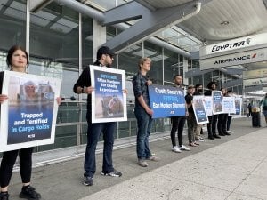 EGYPTAIR se enfrentará a un escándalo en la terminal por el arriesgado envío de monos a JFK