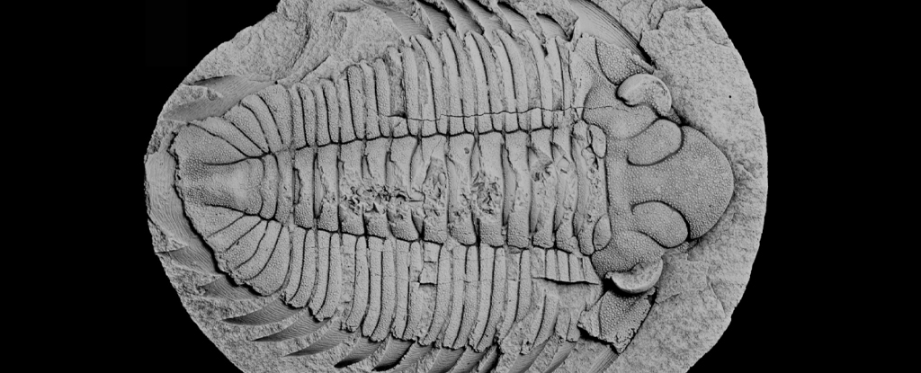 Fósil de un trilobites descubierto con su última comida aún visible en su interior: ScienceAlert