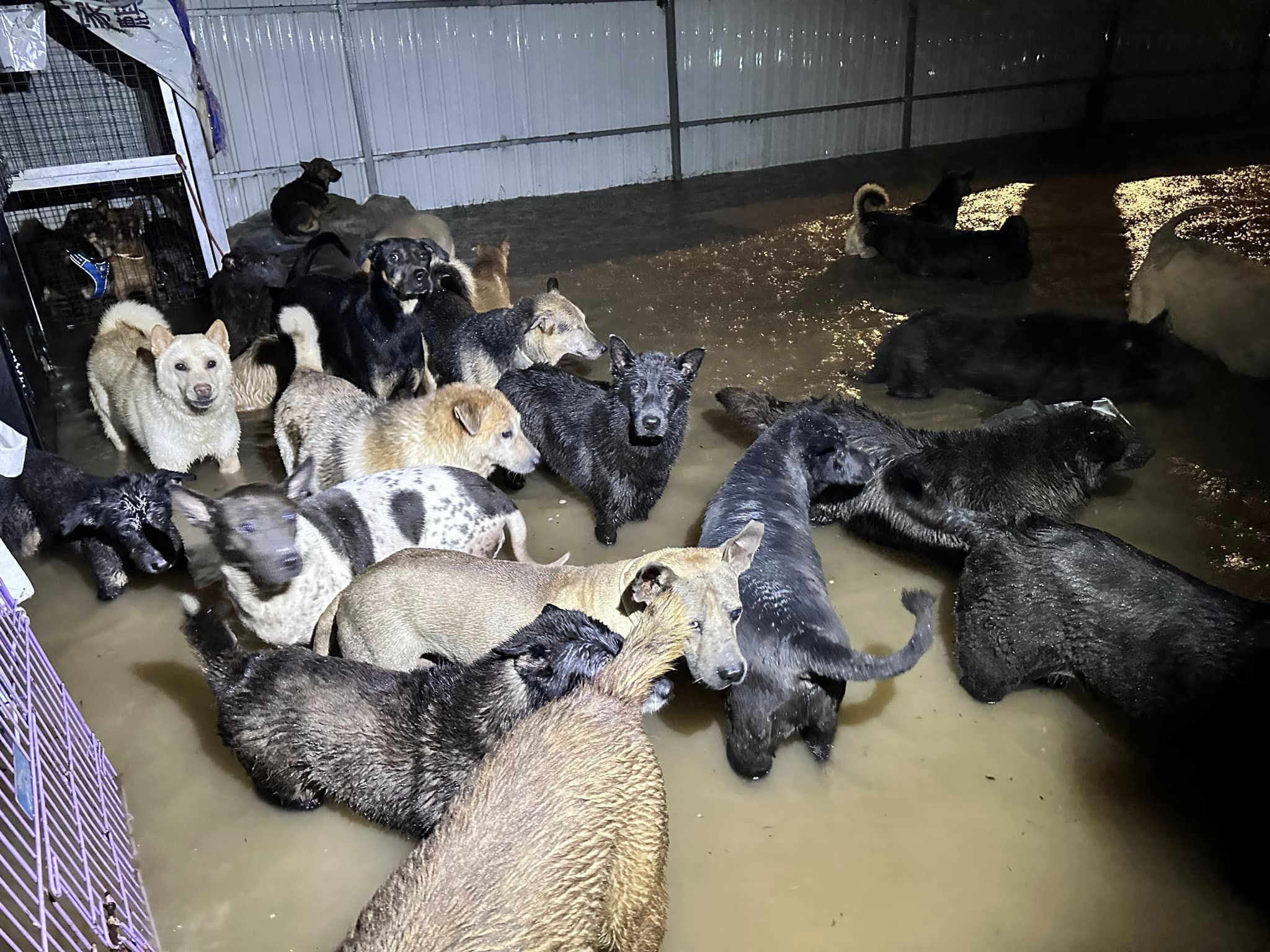 Media OutReach Newswire dona 45.000 dólares de Hong Kong a refugios de animales afectados por las inundaciones en Hong Kong