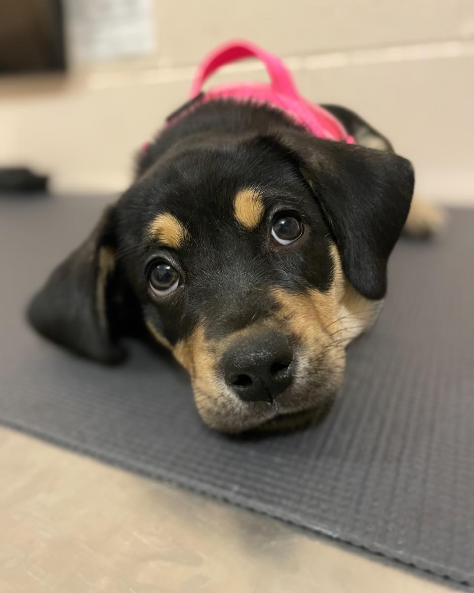 Cómo entender el lenguaje corporal canino para comprender mejor el comportamiento