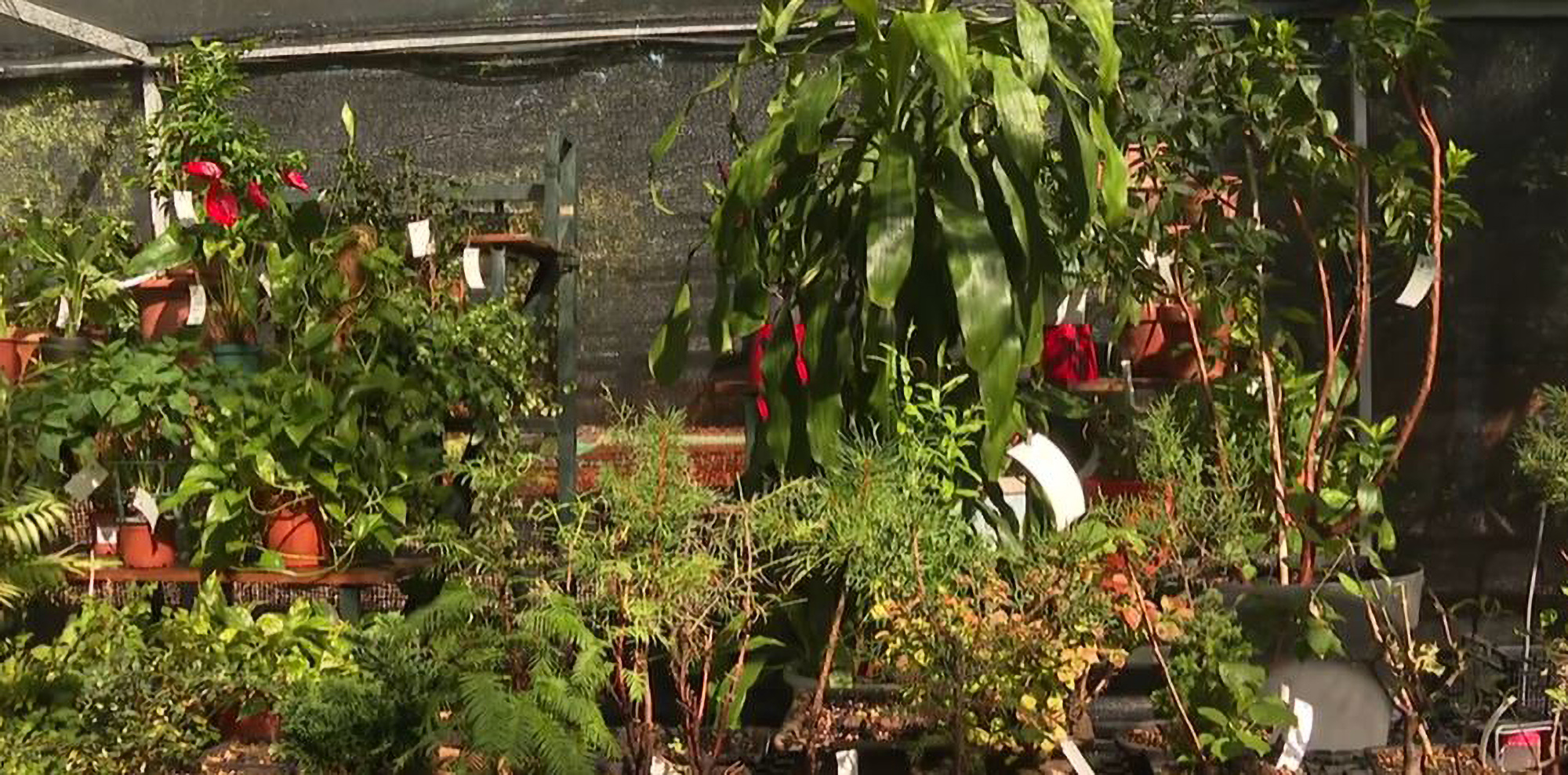 El hotel Holiday Household Plant resulta un éxito de verano ⋆ Madrid Metropolitan