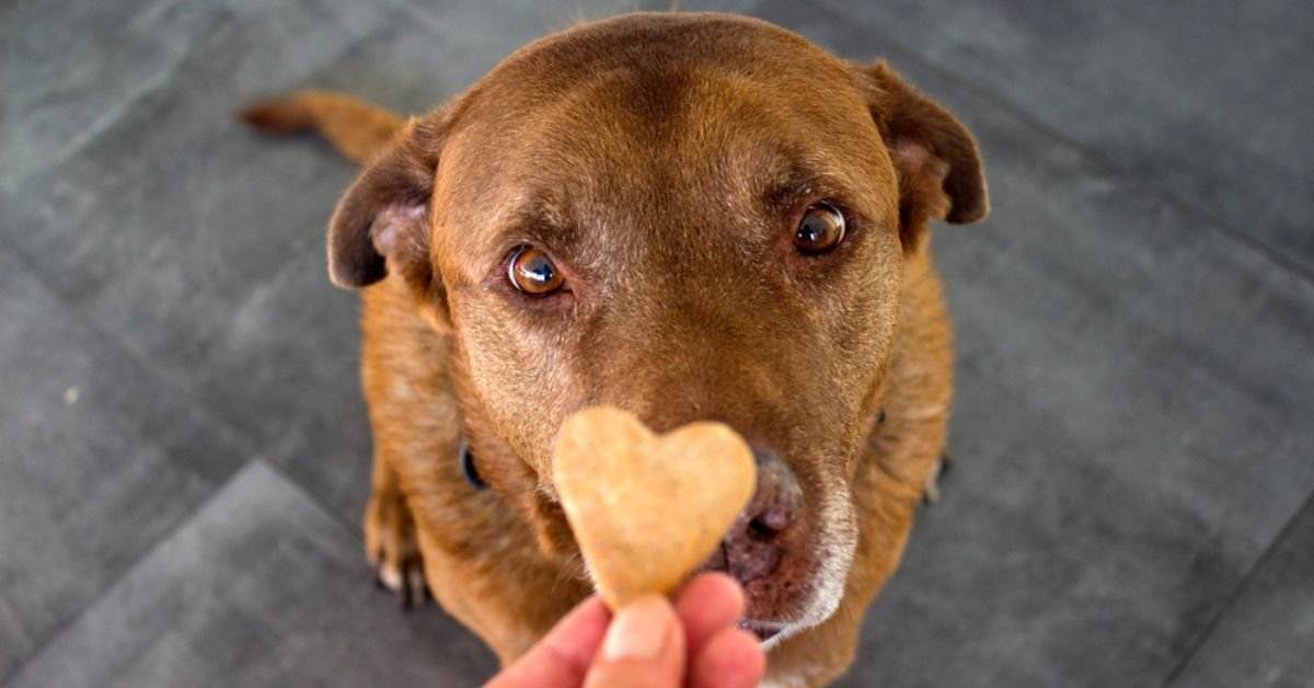 Diez marcas indias que ofrecen alimentos naturales, saludables y orgánicos para sus mascotas