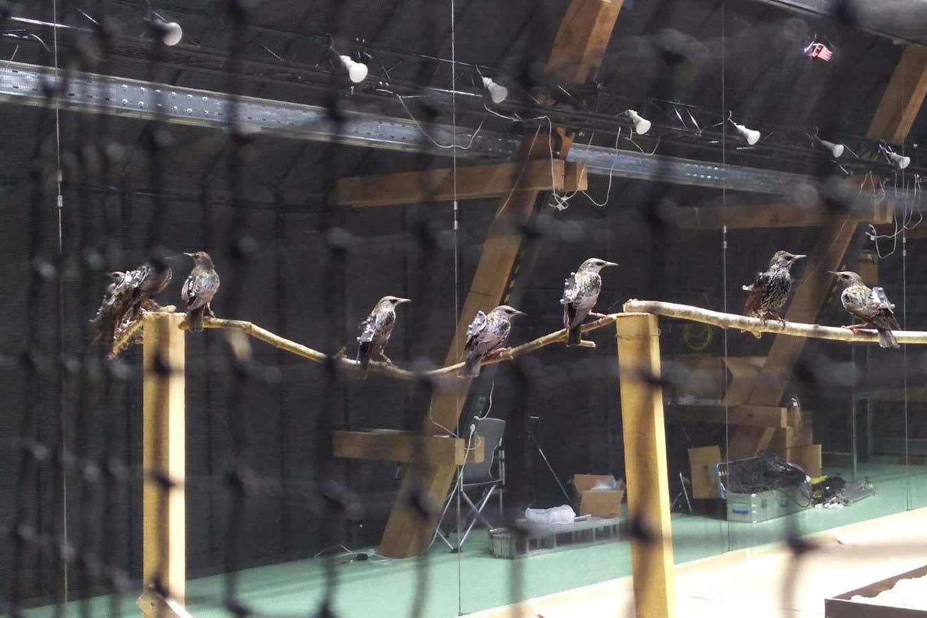 Un estudio de captura de movimiento de animales rastrea bandadas de aves y enjambres de insectos