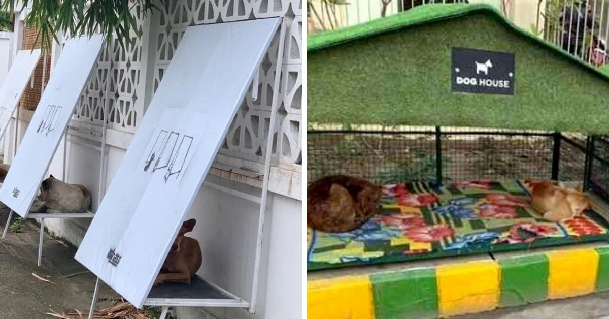 8 ideas brillantes y sencillas para ayudar a los animales y las aves a sobrevivir el verano