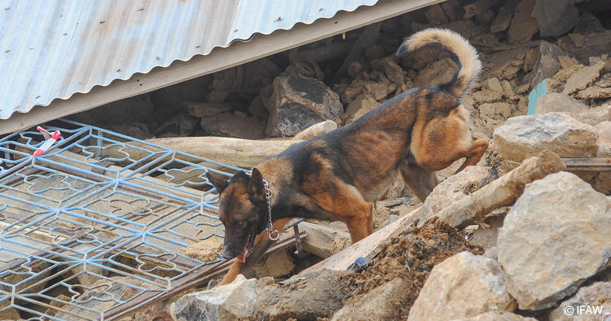 American Humane apoya la misión para salvar animales después de un potente terremoto en Turquía y Siria – American Humane