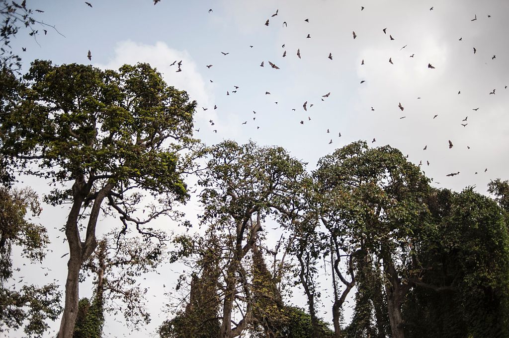 Extraño murciélago marrón de orejas grandes encontrado después de 100 años de captura esquiva