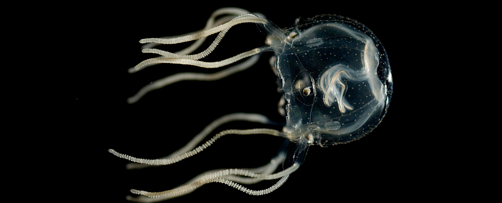 Esta medusa puede recordar el pasado… incluso sin cerebro : ScienceAlert