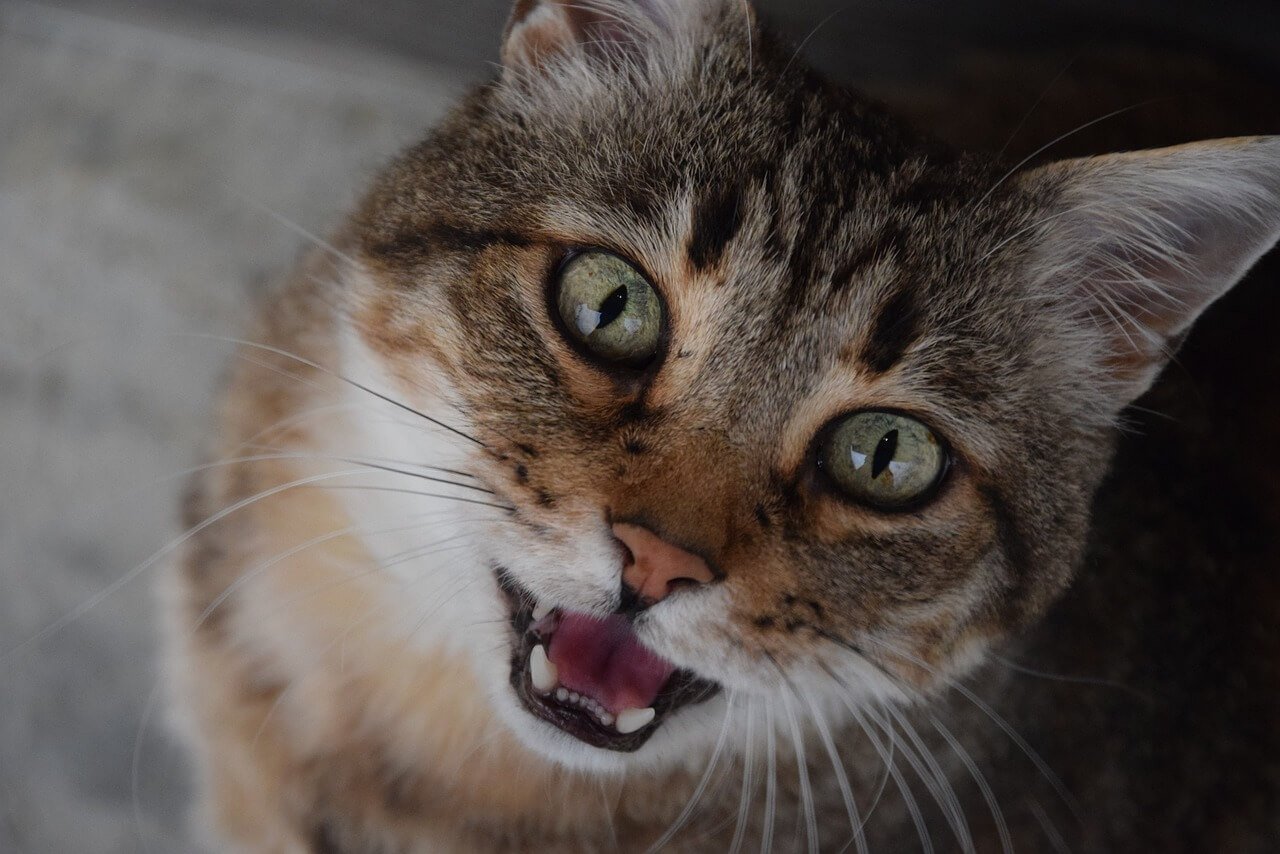 URGENTE: Defiende a un gato posiblemente sepultado en un respiradero