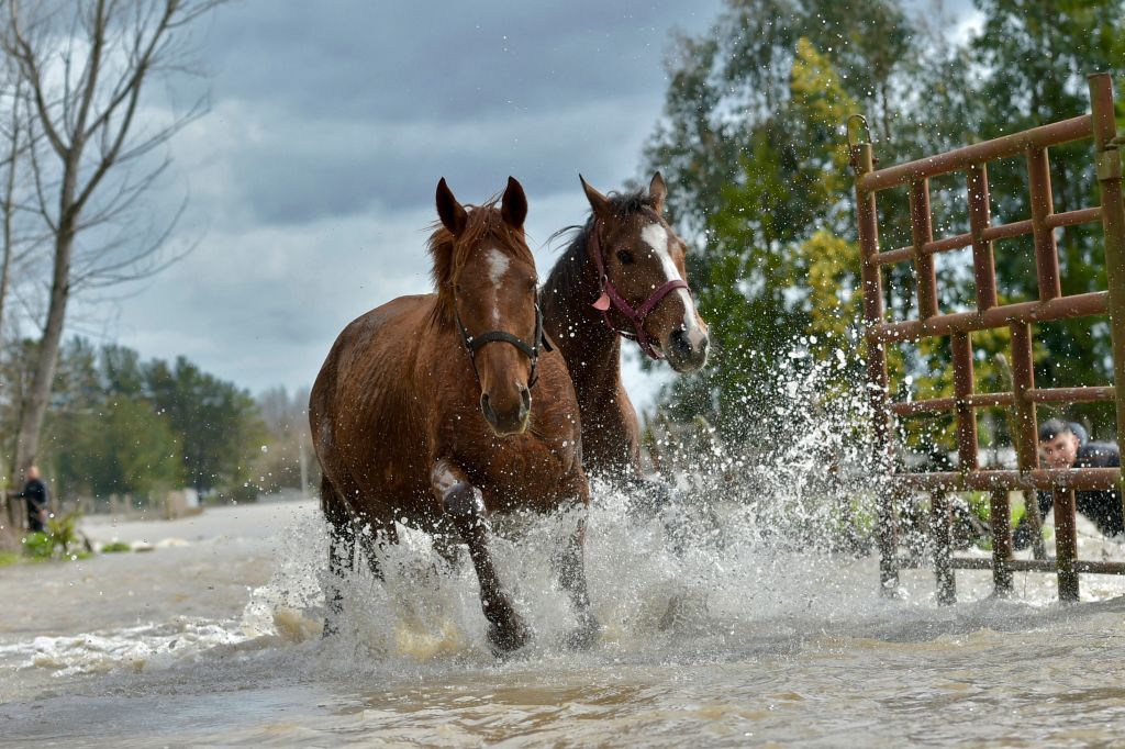 Los caballos salvajes forman vínculos y alianzas en su sociedad a través del movimiento, muestra un estudio