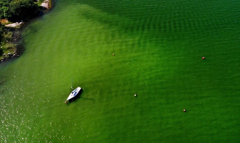La zona muerta por la proliferación de plancton frente a la costa de Tailandia pone en peligro 260 granjas de mejillones