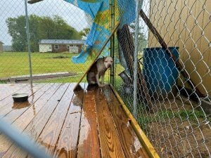 Urgente de PETA: Cruel—y criminal—abandonar animales durante la tormenta tropical Ofelia