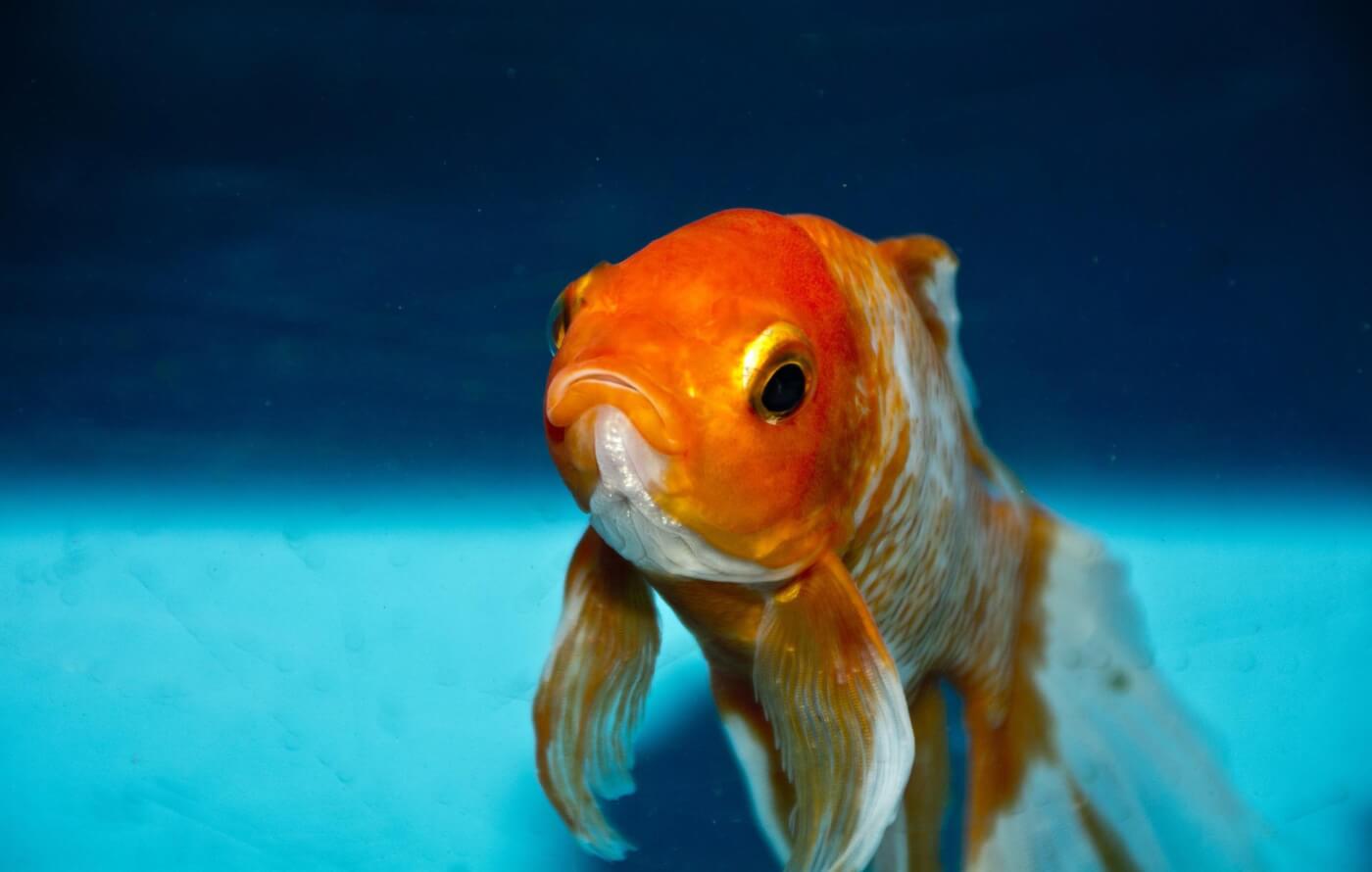 ¡Hable en contra de los obsequios de animales en Parkersburg, Virginia Occidental!