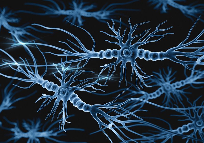 Los ensamblados desbloquean las funciones de genes clave de enfermedades del neurodesarrollo