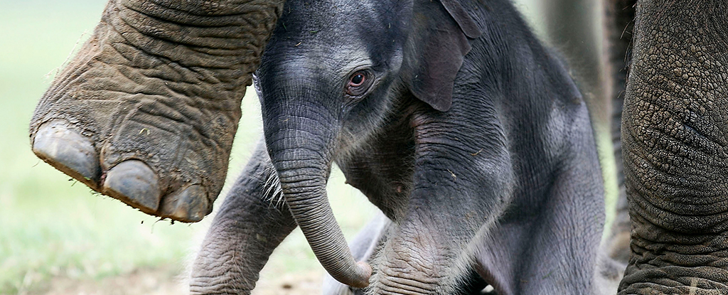 Los elefantes salvajes parecen haber sido domesticados, pero no por humanos: ScienceAlert