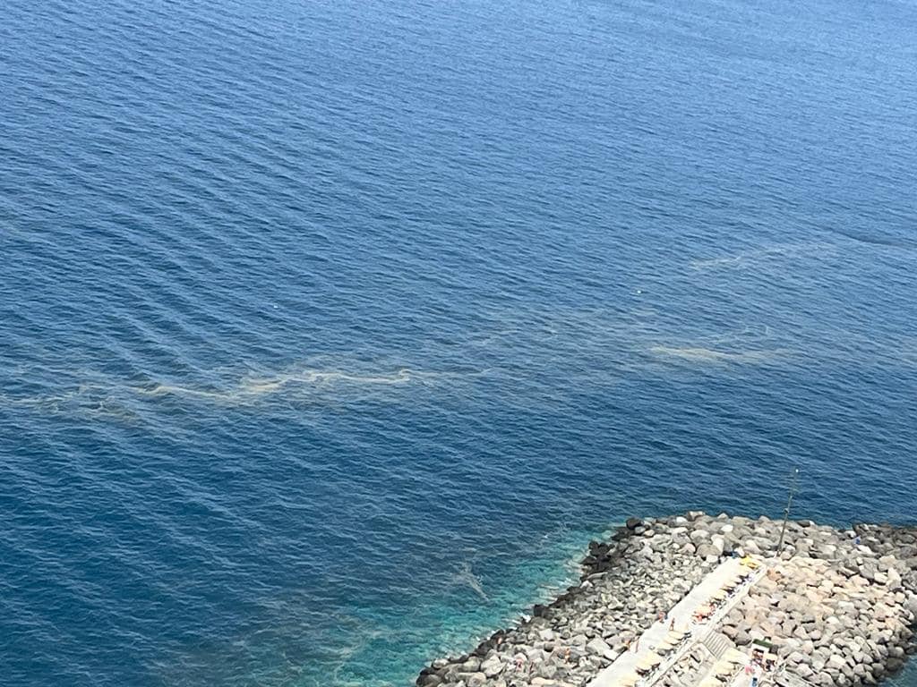Las microalgas pueden ser buenas para el medio ambiente, afirman los científicos que han desarrollado sistemas de alerta temprana : Noticias de Canarias
