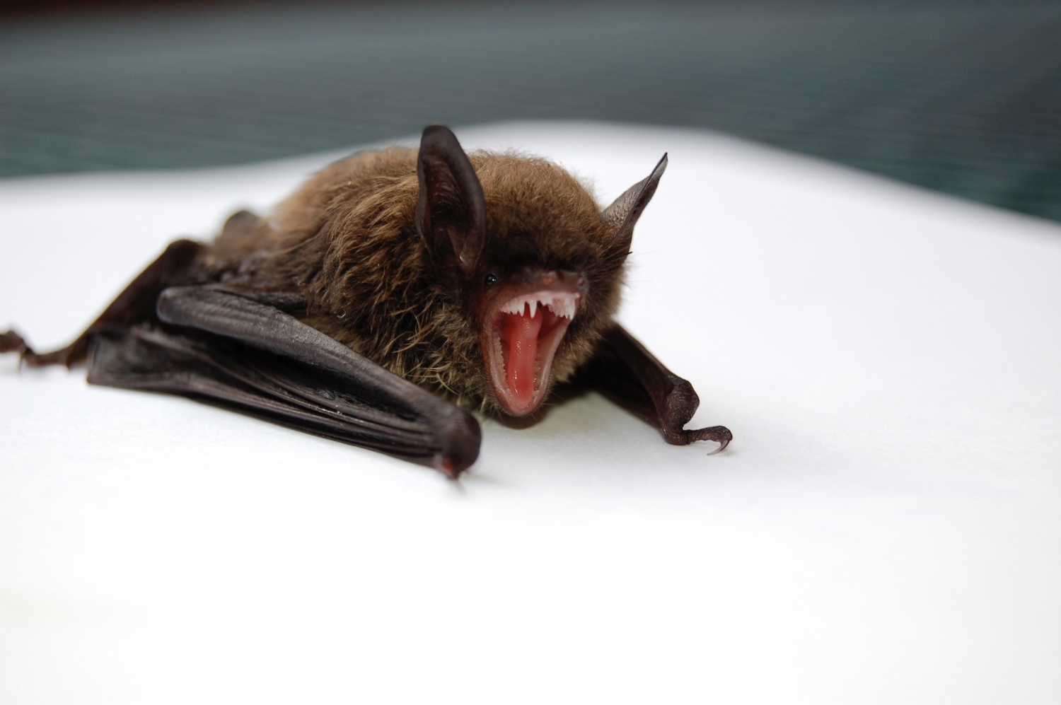 Pequeños animales peludos responsables de la transmisión y evolución de virus entre especies [Study]