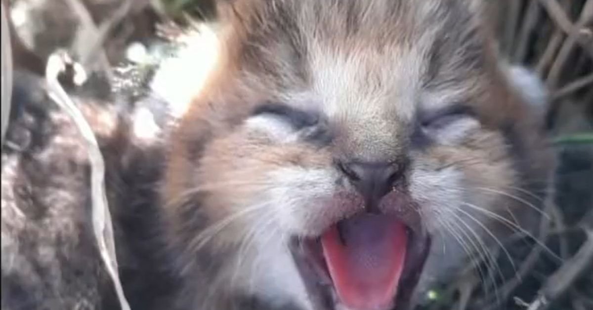 Los agricultores dejan de cosechar para rescatar y reunir a 5 cachorros con su madre