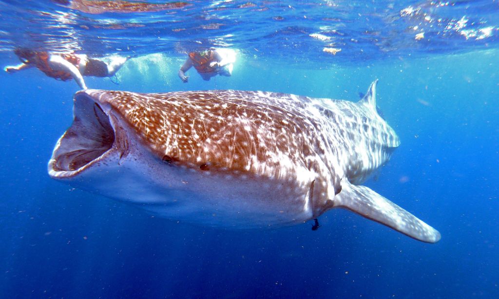 Los tiburones ballena exhiben patrones de comportamiento perturbados debido al ecoturismo, según un estudio
