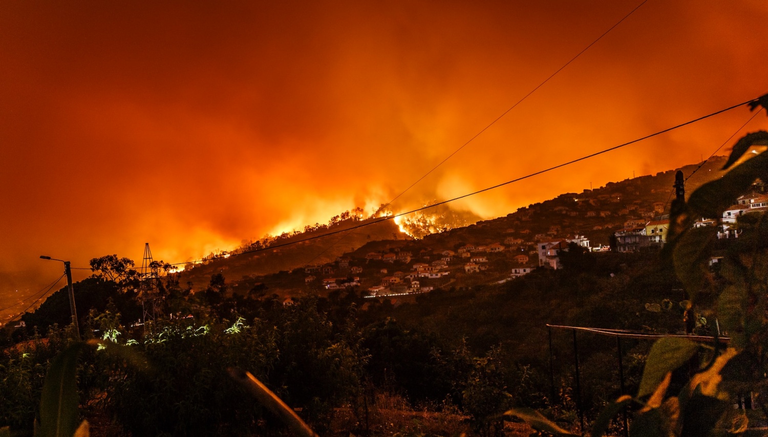 Los bosques del norte del Líbano amenazados por incendios forestales, sequías y olas de calor