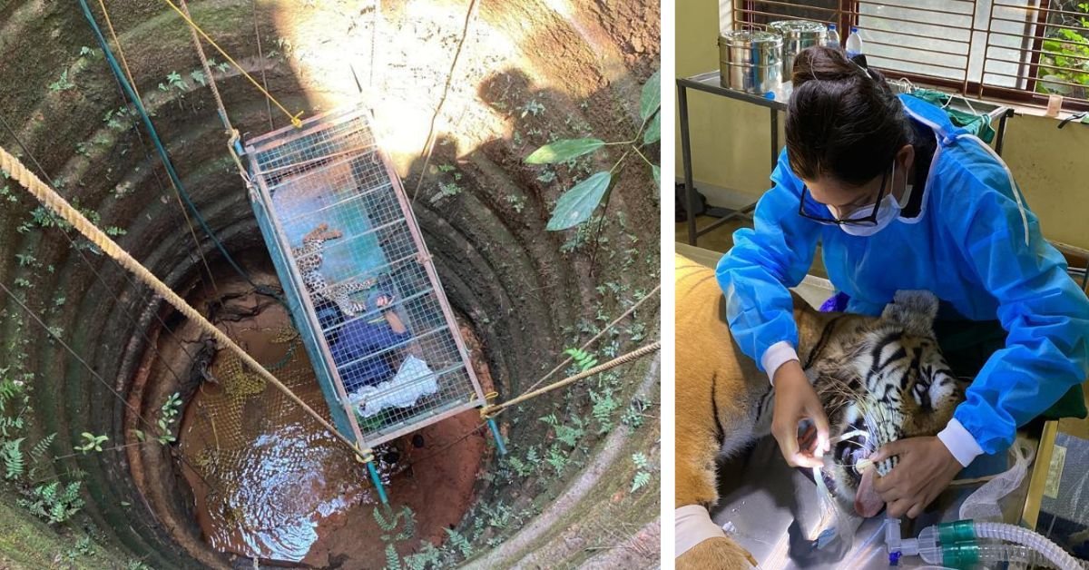 Conozca al veterinario que salta a pozos y trepa a edificios para rescatar animales salvajes