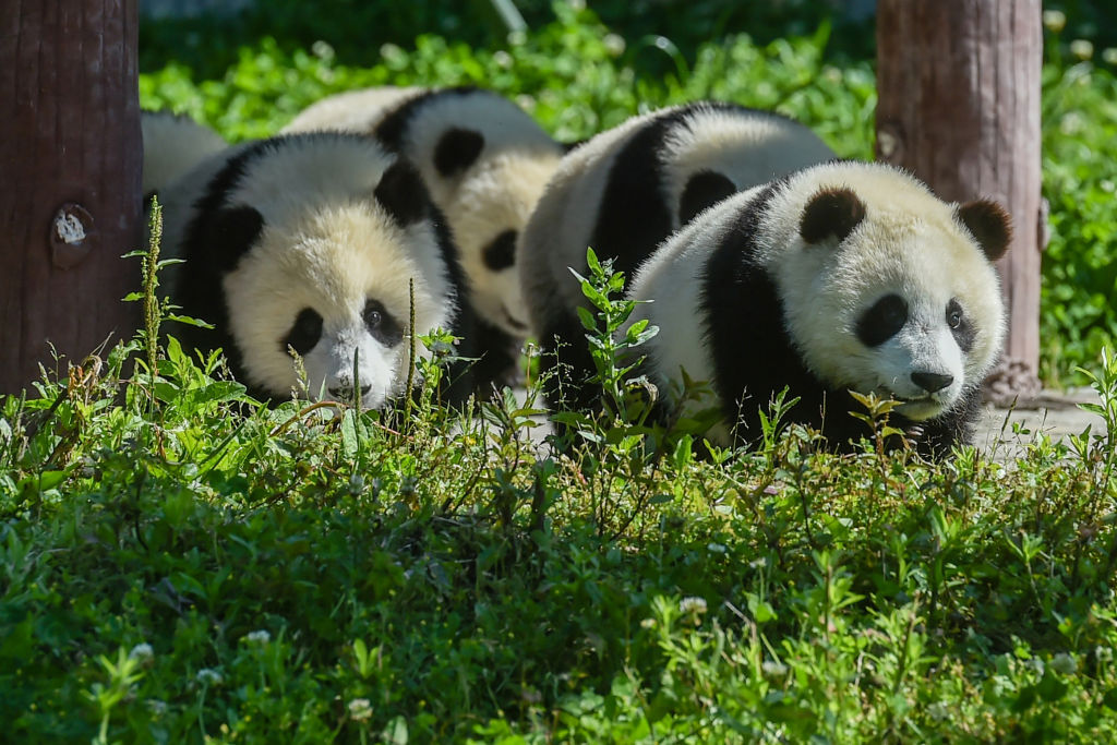 Un raro panda albino crece saludablemente en la Reserva Natural Nacional Wolong