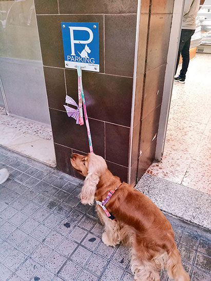 Nueva ley de bienestar animal |  Noticias Costa