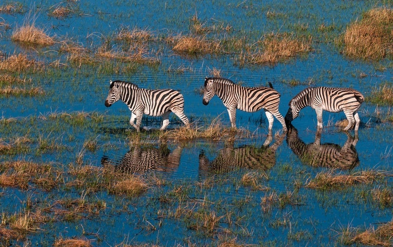 Cómo la IA puede ayudar a salvar especies en peligro de extinción