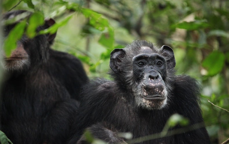 Se muestra que los chimpancés salvajes experimentan la menopausia por primera vez