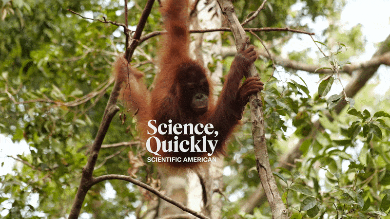 Los científicos sostienen que la conservación está amenazada en Indonesia