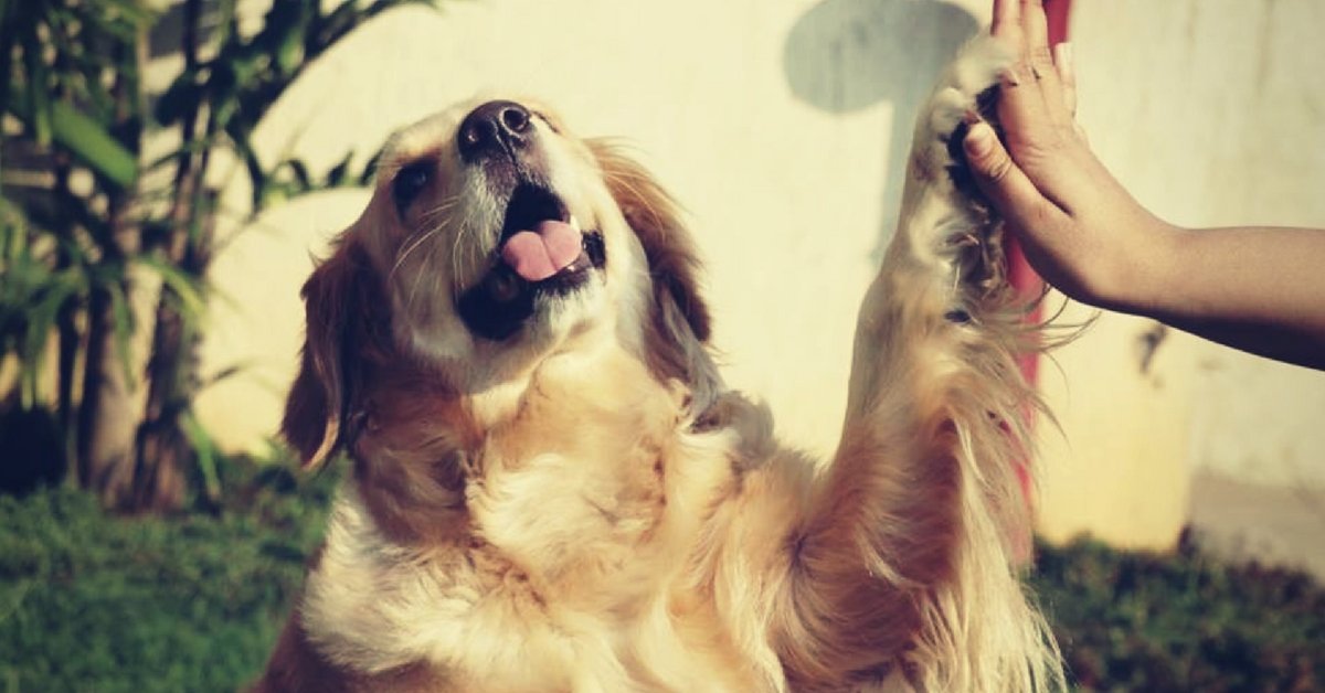 ¿Llevar a su mascota en trenes o vuelos?  Todo lo que necesitas saber