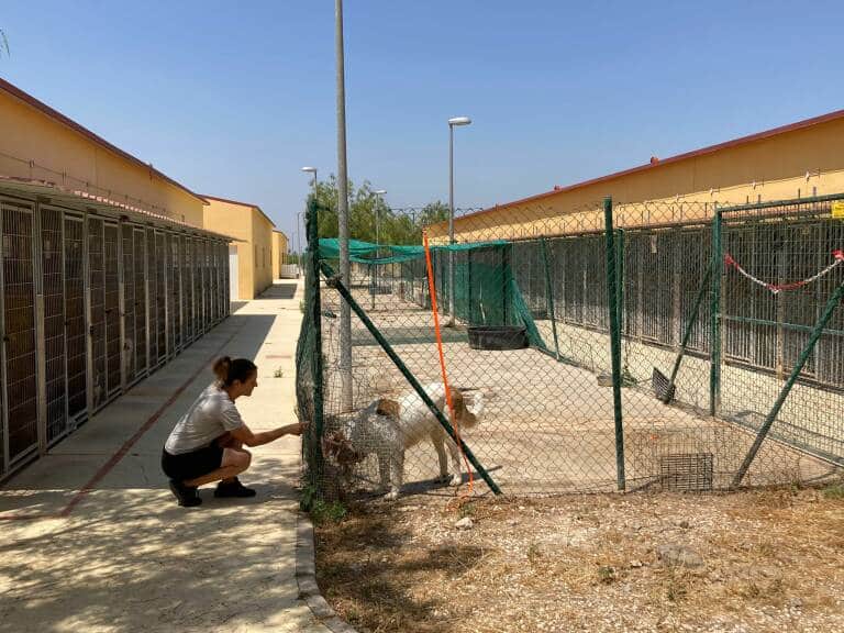 Orihuela aún debe al refugio de animales ASOKA 53.000 euros para 2021