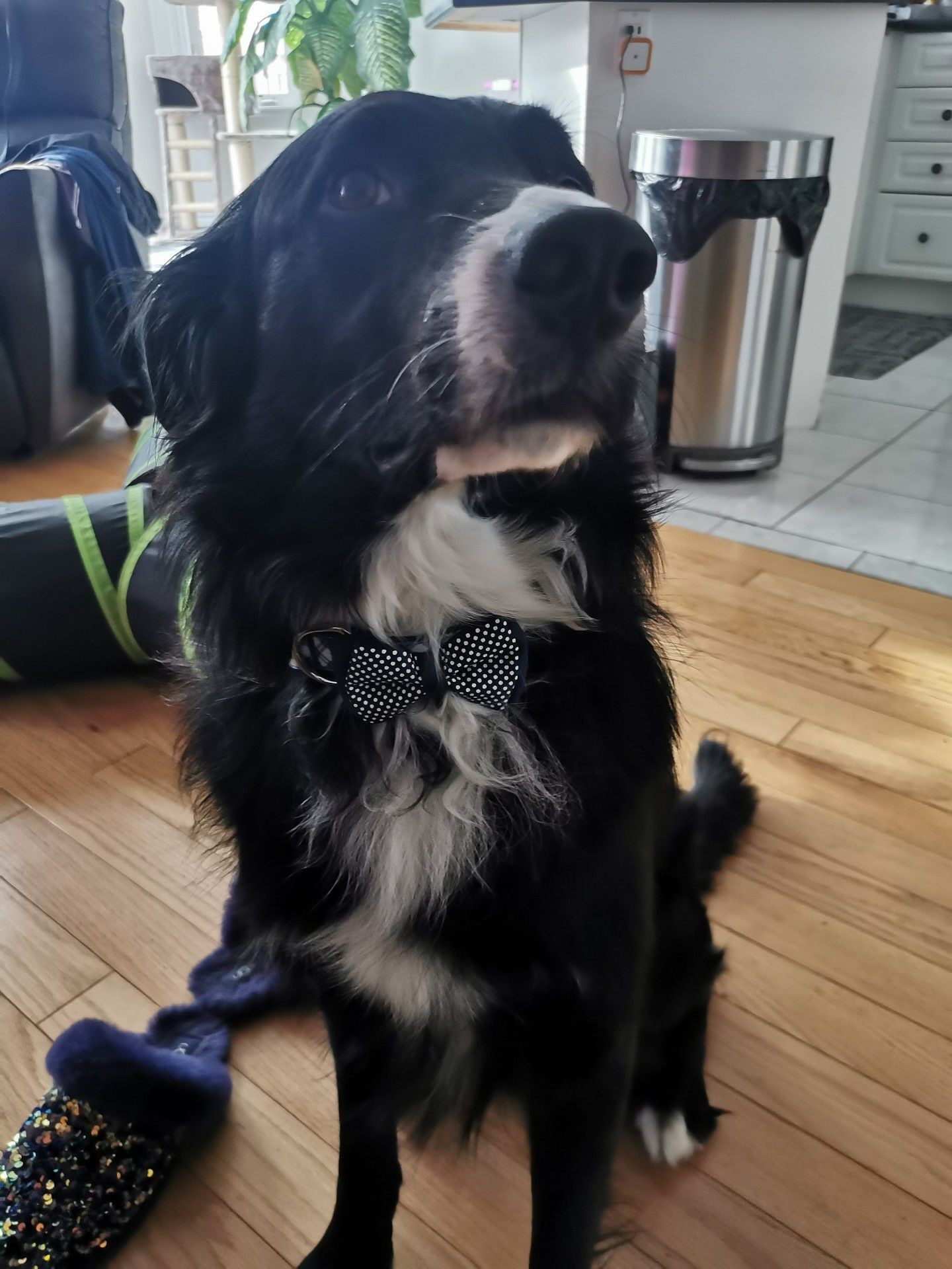 Buddy tiene su segunda oportunidad después de sobrevivir al abuso