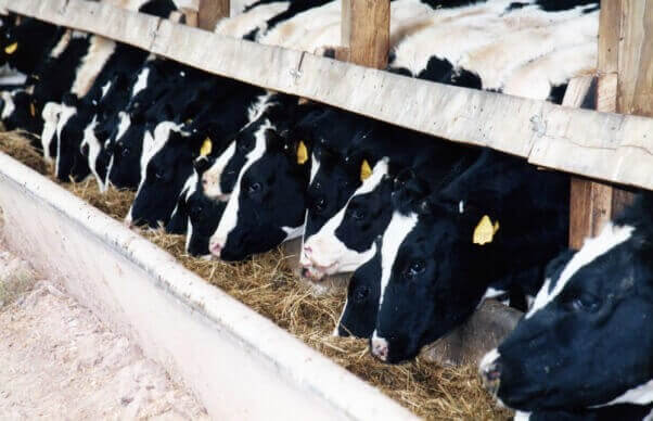 ¿Huracán Havarti?  ¿Tormenta tropical Salami?  PETA pide que las tormentas lleven el nombre de la agricultura animal que destruye el planeta