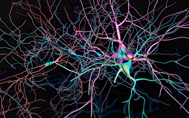 Este es el mapa más grande jamás creado del cerebro humano