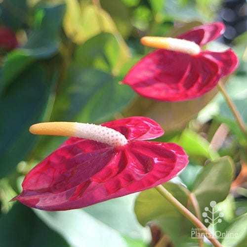 Garden Felix – Anthurium – ¡Flores de flamenco!