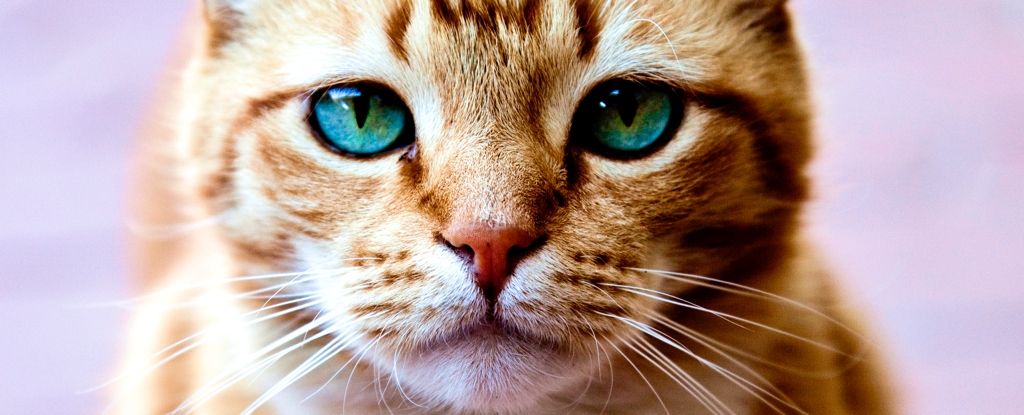Las mascotas representan una grave amenaza para la salud que hemos pasado por alto, advierte un estudio: ScienceAlert